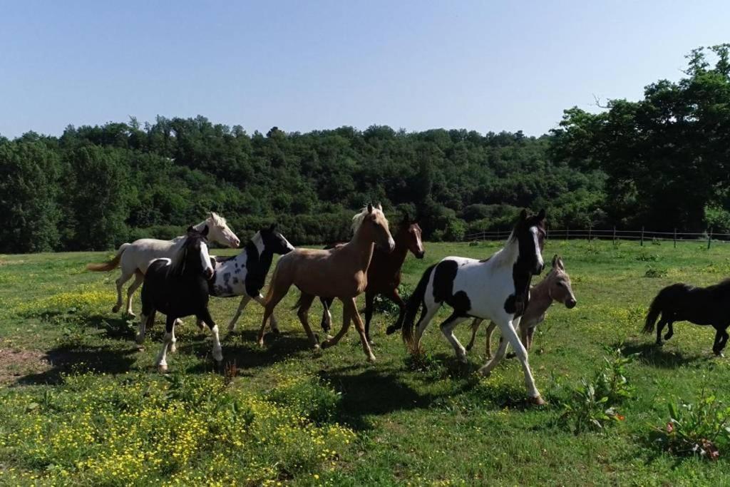 Gite Equestre Domaine Des Crins - Monpazier Capdrot Экстерьер фото