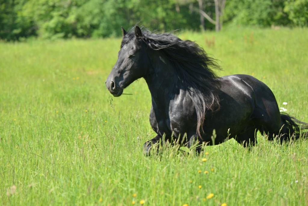 Gite Equestre Domaine Des Crins - Monpazier Capdrot Экстерьер фото